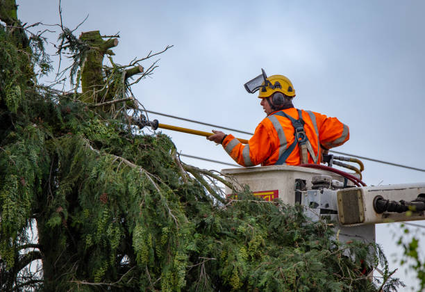 Best Leaf Removal  in Hartley, CA